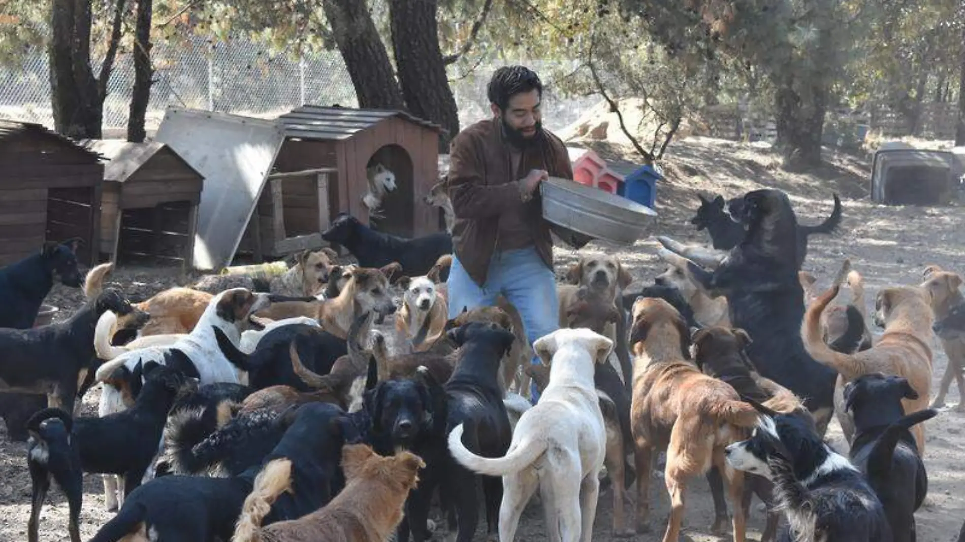 Albergue canino, perros, orejitas de gala